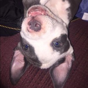 Meet your Posher, Chandler